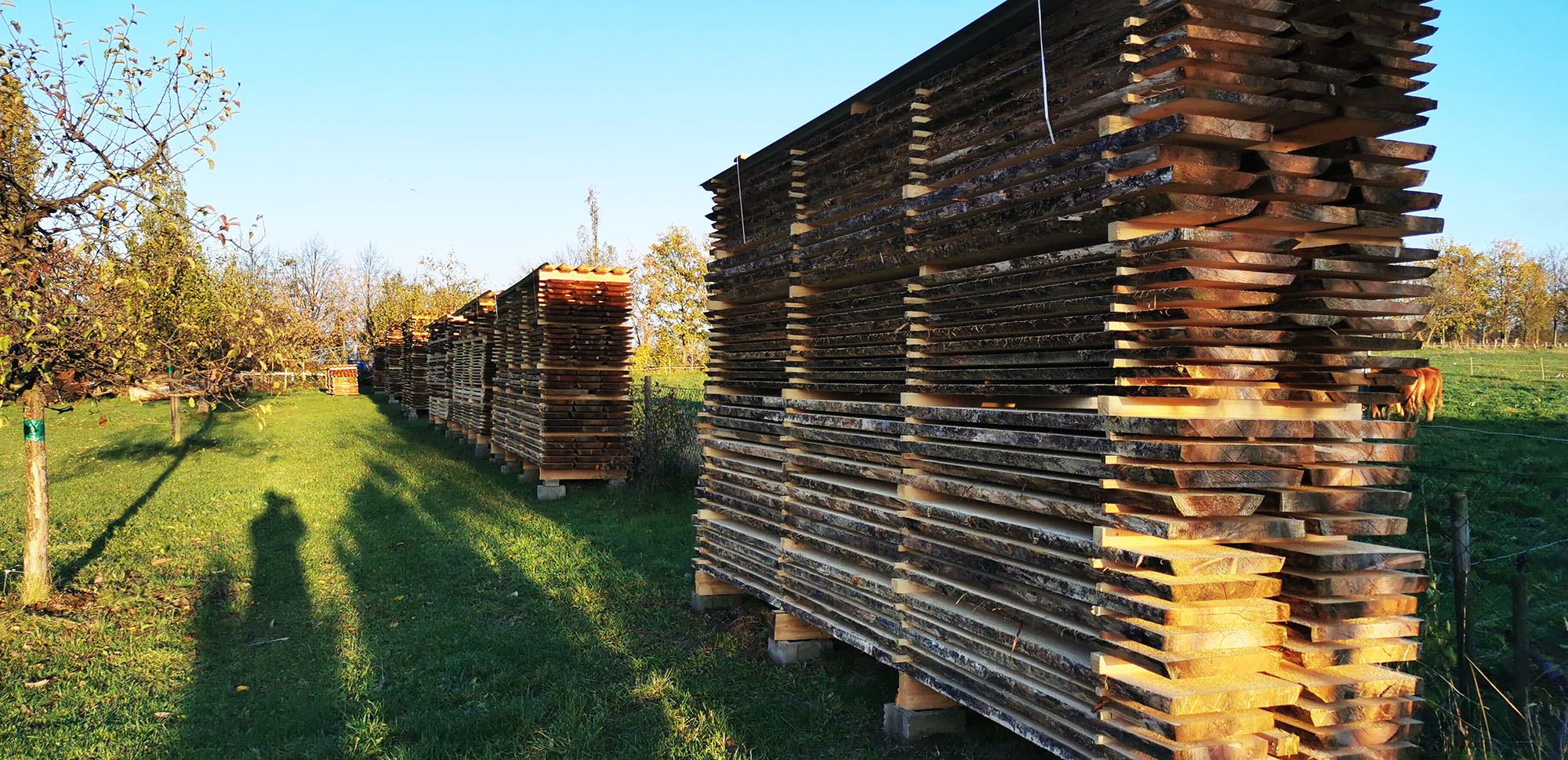 Stapel gesägter Holzbretter zum Trocken