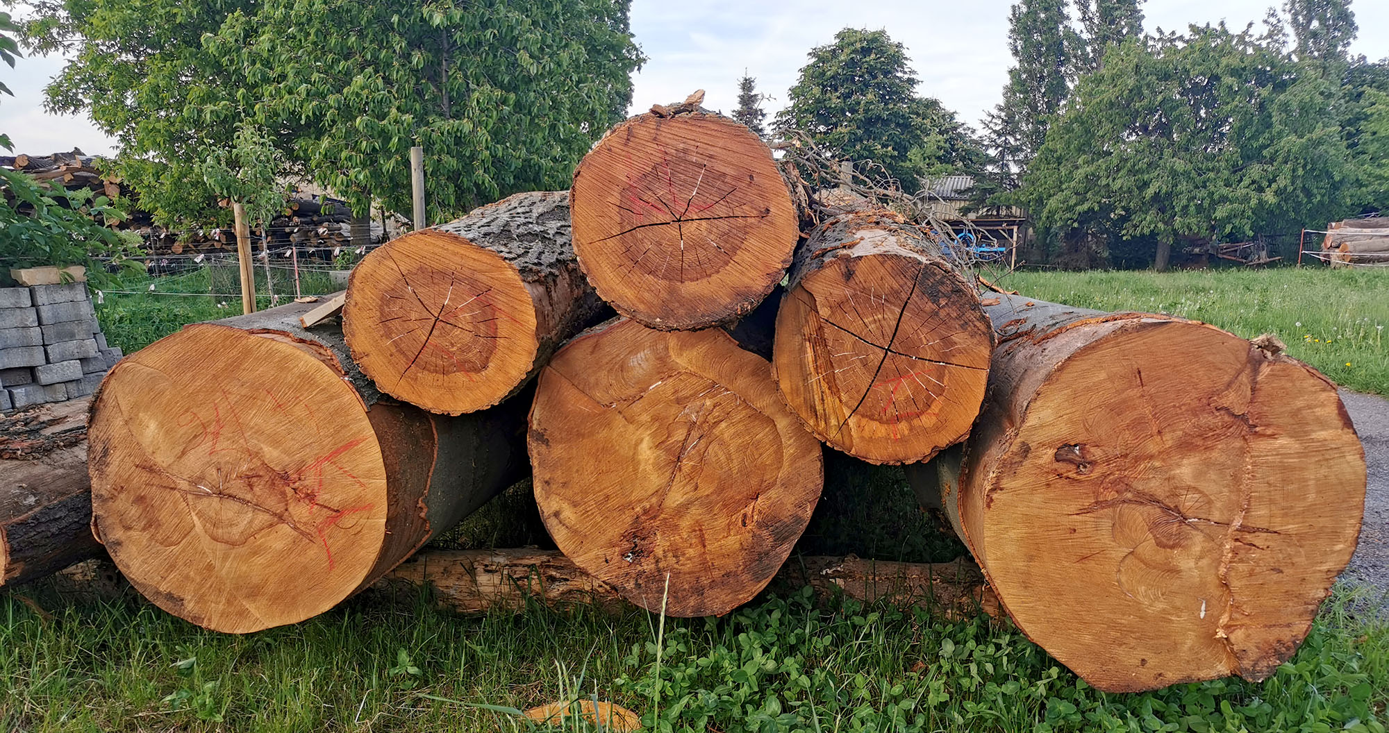 abgesägte Baumstämme mit Jahresringen